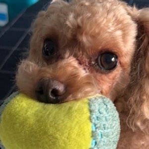 Meet your Posher, Natalie